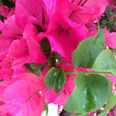 Appart hôtel Bougainvillea 3*