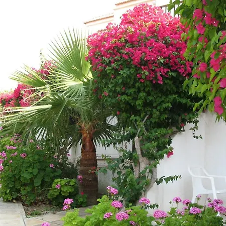 Bougainvillea Polis