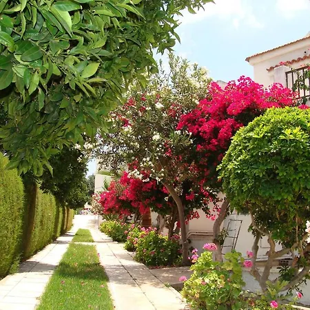 Bougainvillea