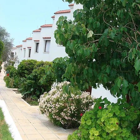 Bougainvillea Polis