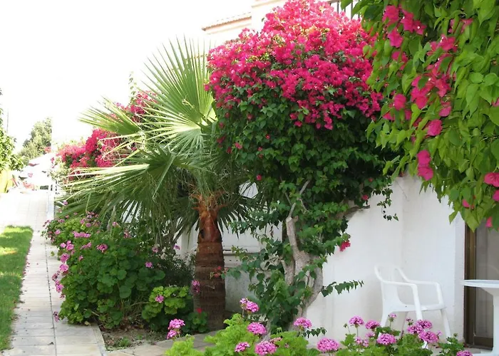 Bougainvillea Polis