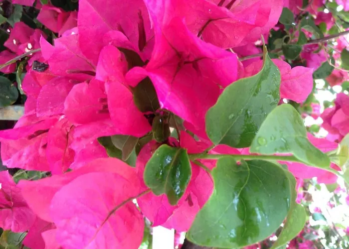 Aparthotel Bougainvillea 3*